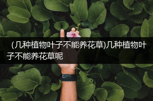 （几种植物叶子不能养花草)几种植物叶子不能养花草呢