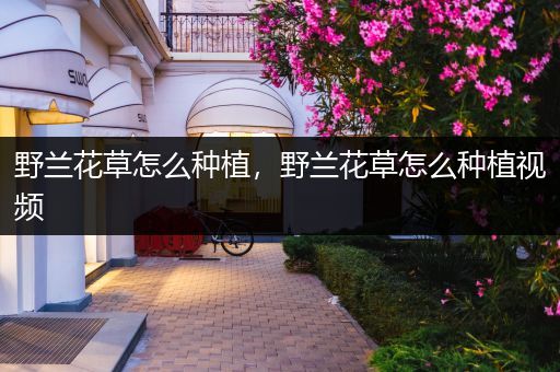 野兰花草怎么种植，野兰花草怎么种植视频