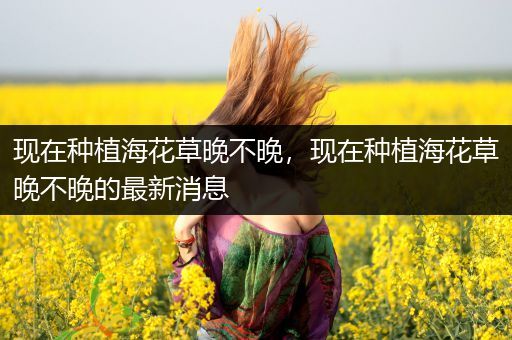 现在种植海花草晚不晚，现在种植海花草晚不晚的最新消息