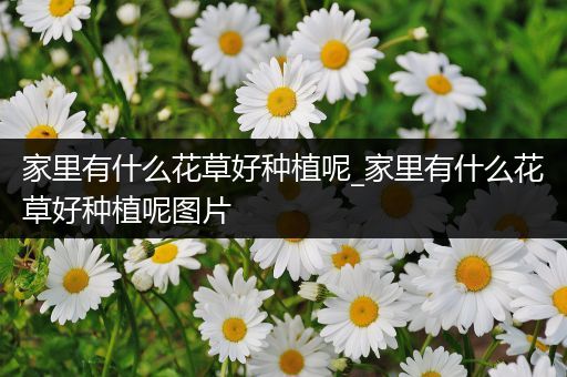 家里有什么花草好种植呢_家里有什么花草好种植呢图片
