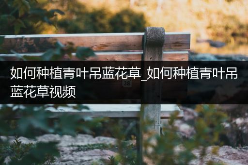 如何种植青叶吊蓝花草_如何种植青叶吊蓝花草视频