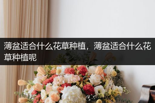 薄盆适合什么花草种植，薄盆适合什么花草种植呢
