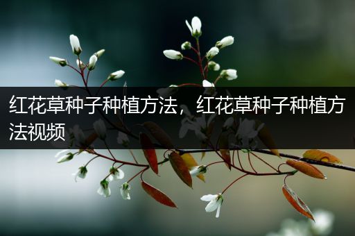 红花草种子种植方法，红花草种子种植方法视频