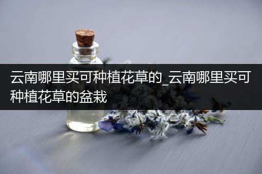 云南哪里买可种植花草的_云南哪里买可种植花草的盆栽