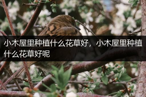 小木屋里种植什么花草好，小木屋里种植什么花草好呢