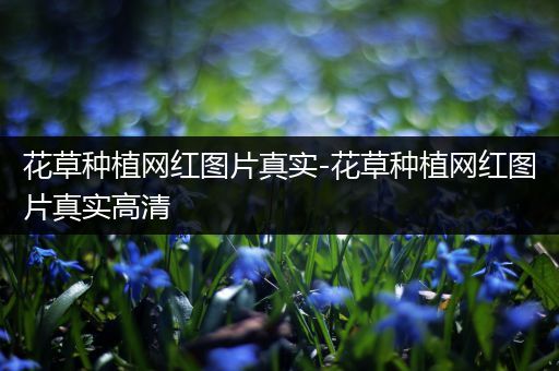 花草种植网红图片真实-花草种植网红图片真实高清