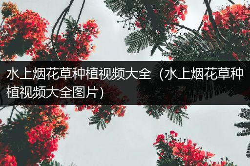 水上烟花草种植视频大全（水上烟花草种植视频大全图片）