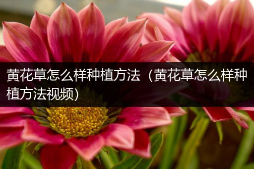 黄花草怎么样种植方法（黄花草怎么样种植方法视频）