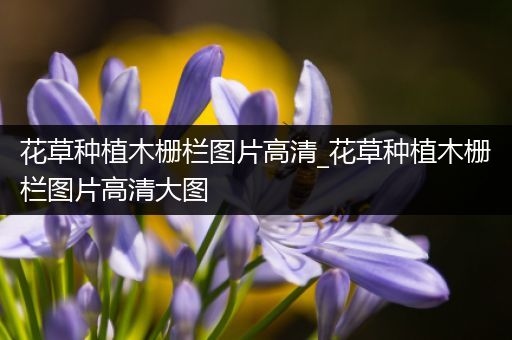 花草种植木栅栏图片高清_花草种植木栅栏图片高清大图