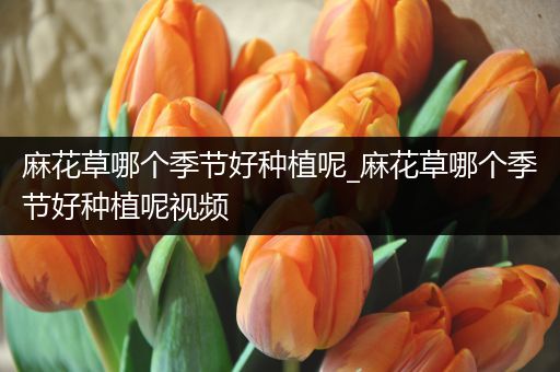 麻花草哪个季节好种植呢_麻花草哪个季节好种植呢视频