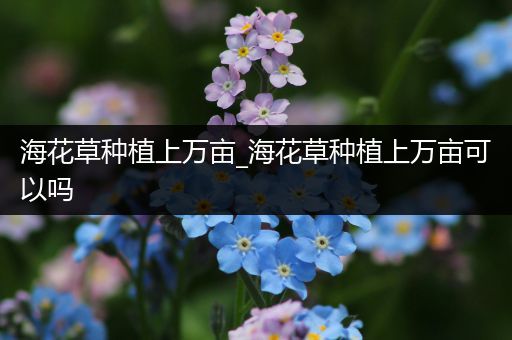 海花草种植上万亩_海花草种植上万亩可以吗