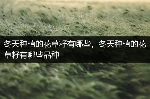 冬天种植的花草籽有哪些，冬天种植的花草籽有哪些品种