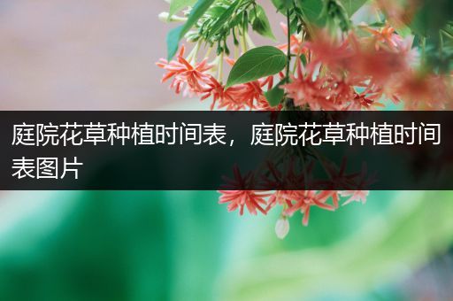 庭院花草种植时间表，庭院花草种植时间表图片