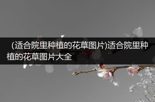 （适合院里种植的花草图片)适合院里种植的花草图片大全