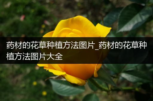 药材的花草种植方法图片_药材的花草种植方法图片大全