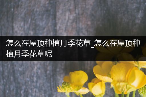 怎么在屋顶种植月季花草_怎么在屋顶种植月季花草呢