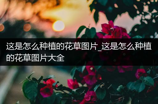 这是怎么种植的花草图片_这是怎么种植的花草图片大全