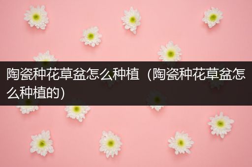 陶瓷种花草盆怎么种植（陶瓷种花草盆怎么种植的）