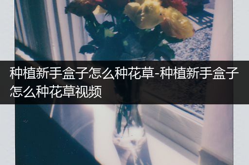 种植新手盒子怎么种花草-种植新手盒子怎么种花草视频