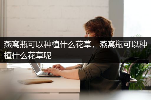 燕窝瓶可以种植什么花草，燕窝瓶可以种植什么花草呢