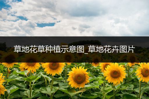 草地花草种植示意图_草地花卉图片
