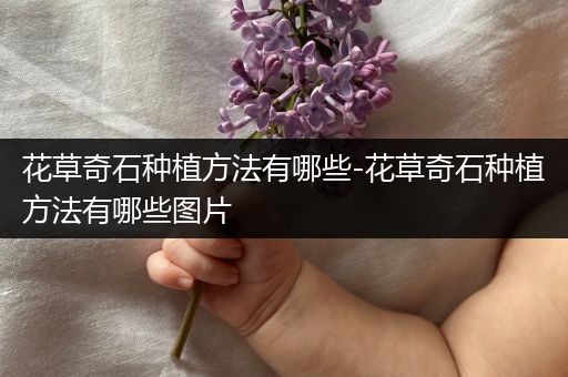 花草奇石种植方法有哪些-花草奇石种植方法有哪些图片