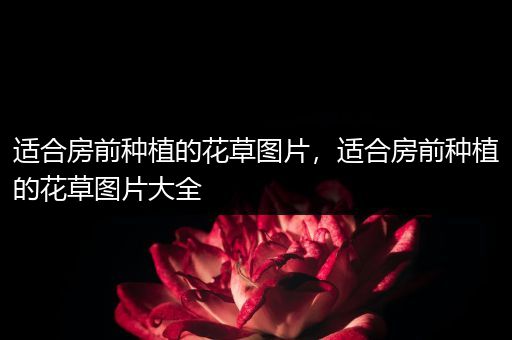 适合房前种植的花草图片，适合房前种植的花草图片大全