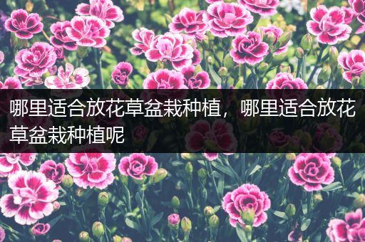哪里适合放花草盆栽种植，哪里适合放花草盆栽种植呢