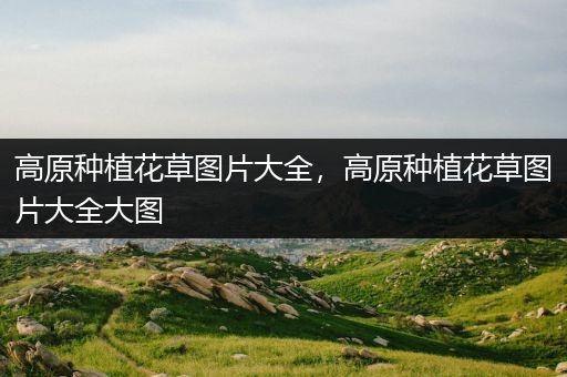 高原种植花草图片大全，高原种植花草图片大全大图