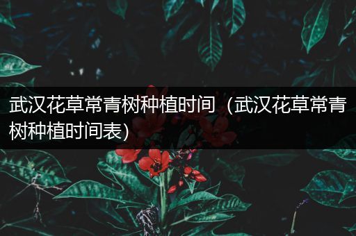 武汉花草常青树种植时间（武汉花草常青树种植时间表）
