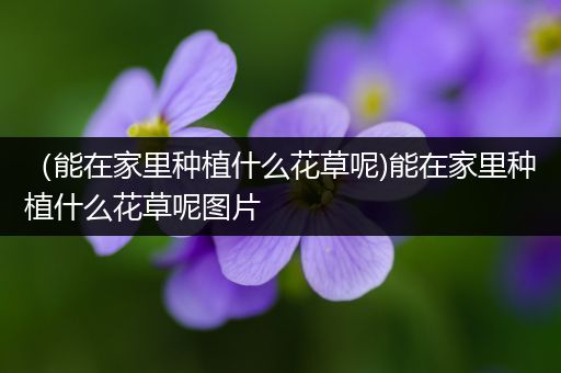 （能在家里种植什么花草呢)能在家里种植什么花草呢图片