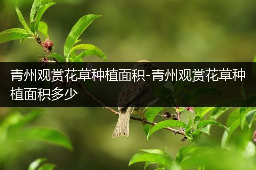 青州观赏花草种植面积-青州观赏花草种植面积多少
