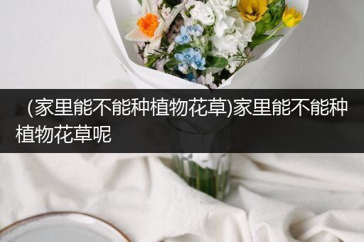 （家里能不能种植物花草)家里能不能种植物花草呢
