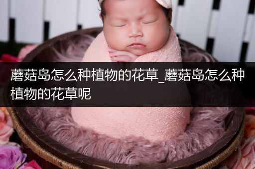 蘑菇岛怎么种植物的花草_蘑菇岛怎么种植物的花草呢