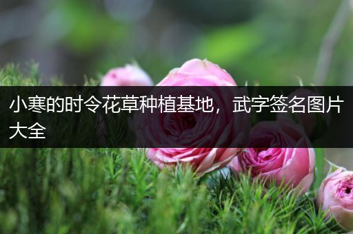 小寒的时令花草种植基地，武字签名图片大全