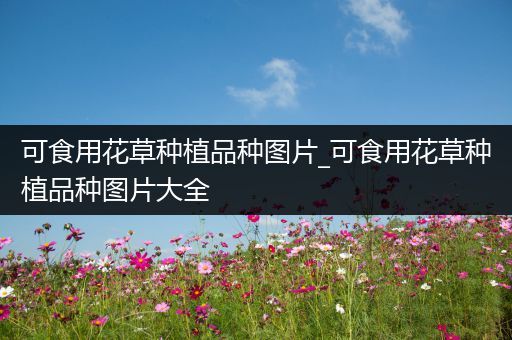 可食用花草种植品种图片_可食用花草种植品种图片大全