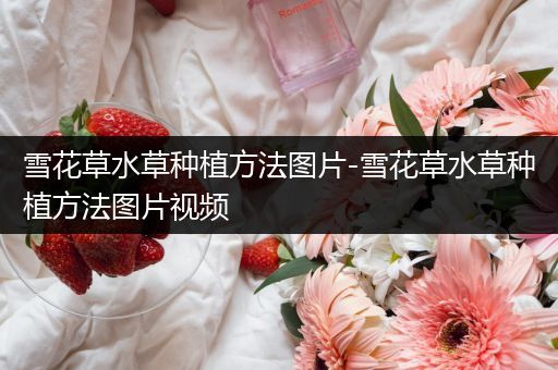 雪花草水草种植方法图片-雪花草水草种植方法图片视频