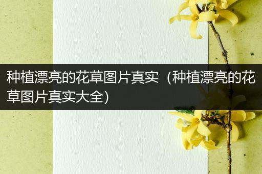 种植漂亮的花草图片真实（种植漂亮的花草图片真实大全）