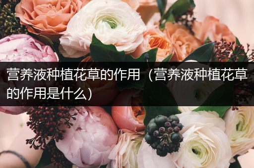 营养液种植花草的作用（营养液种植花草的作用是什么）