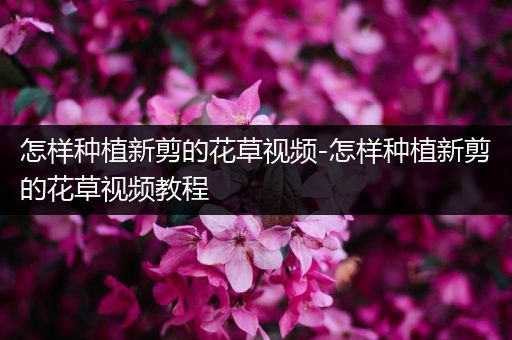 怎样种植新剪的花草视频-怎样种植新剪的花草视频教程
