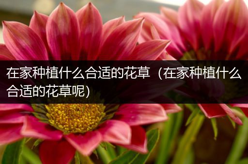 在家种植什么合适的花草（在家种植什么合适的花草呢）