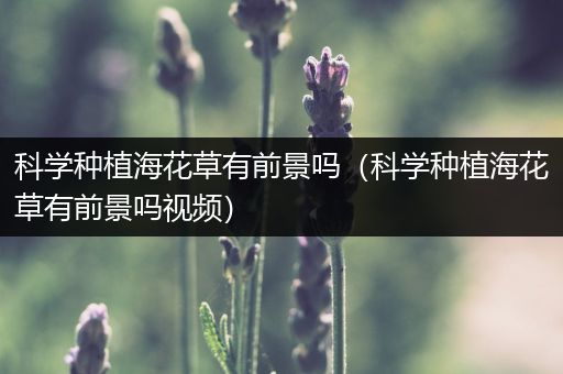 科学种植海花草有前景吗（科学种植海花草有前景吗视频）