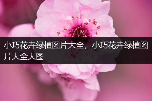 小巧花卉绿植图片大全，小巧花卉绿植图片大全大图