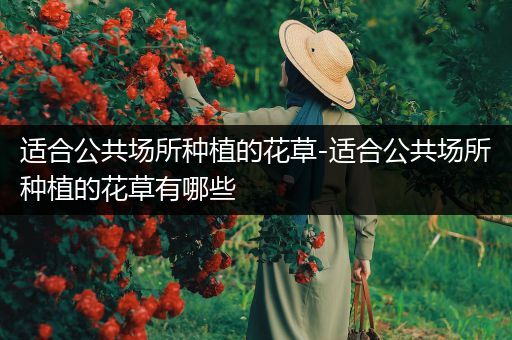 适合公共场所种植的花草-适合公共场所种植的花草有哪些