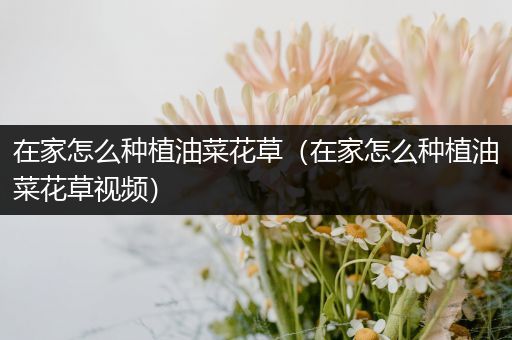 在家怎么种植油菜花草（在家怎么种植油菜花草视频）