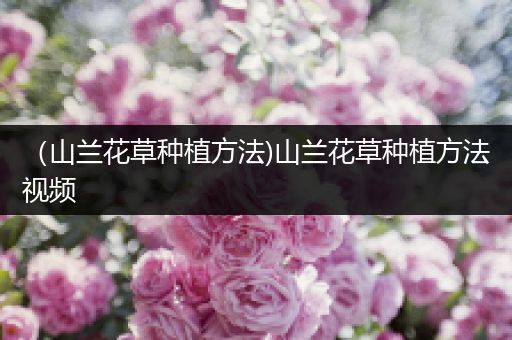 （山兰花草种植方法)山兰花草种植方法视频