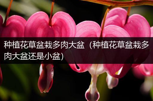 种植花草盆栽多肉大盆（种植花草盆栽多肉大盆还是小盆）