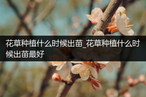 花草种植什么时候出苗_花草种植什么时候出苗最好