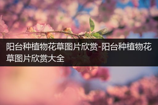阳台种植物花草图片欣赏-阳台种植物花草图片欣赏大全