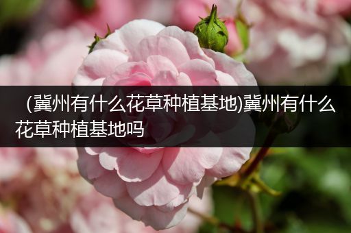 （冀州有什么花草种植基地)冀州有什么花草种植基地吗